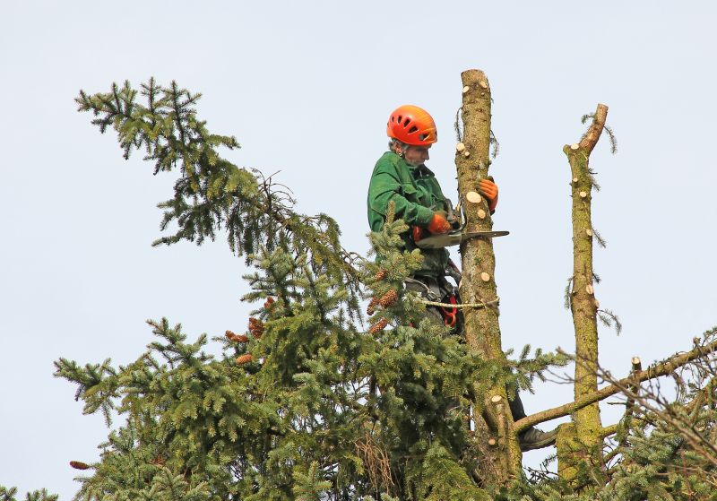Arborvitae Trimming