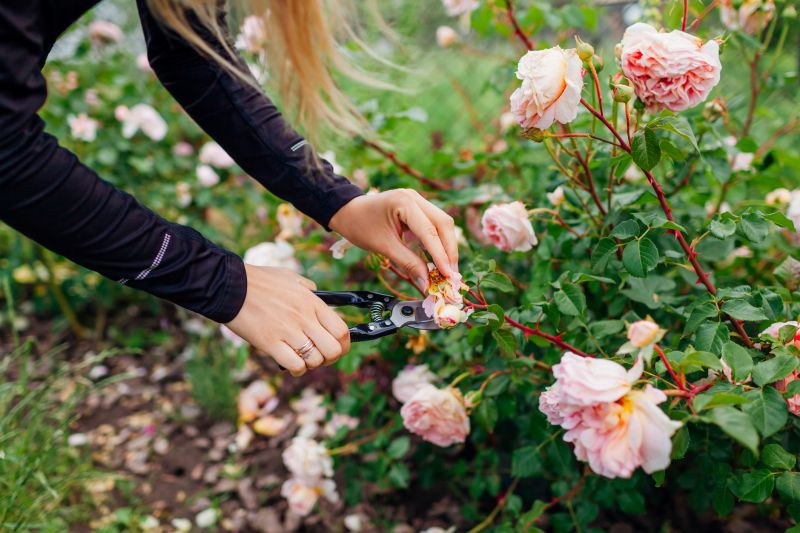 Bush Pruning in Aiken, SC