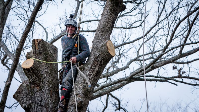 Arborvitae Trimming