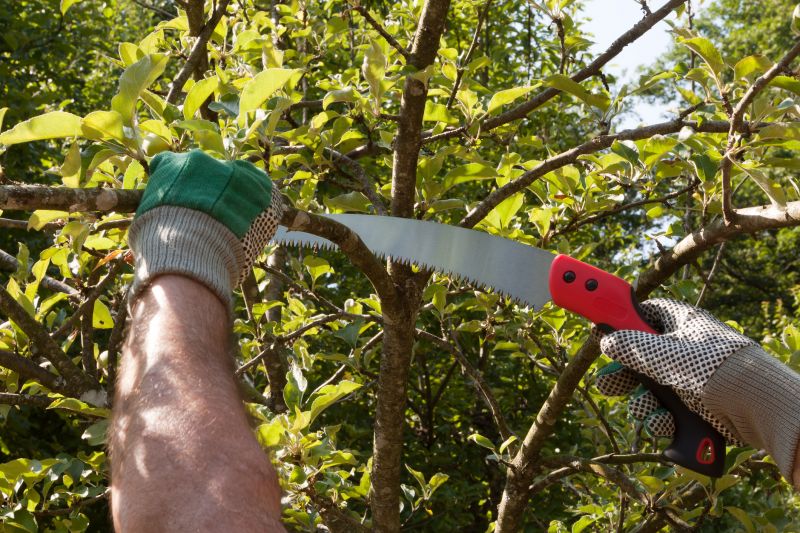 Japanese Maple Pruning in San Jose, CA