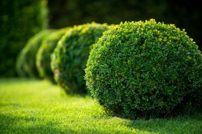Shrub Shaping