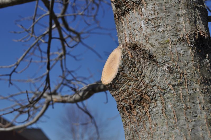 Tree Limbs Removal in Doylestown, PA