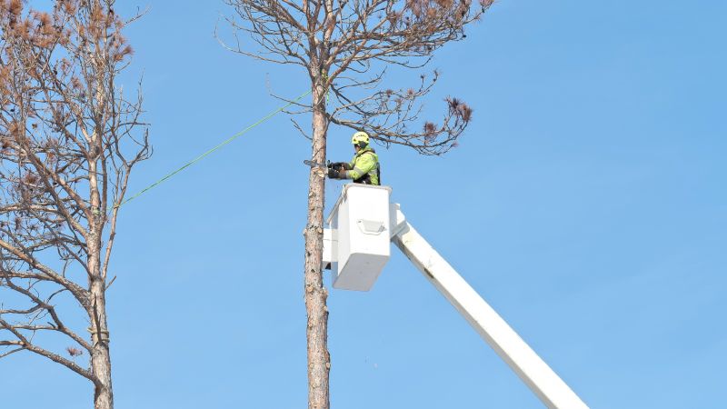 Tree Removal Service in San Jose, CA