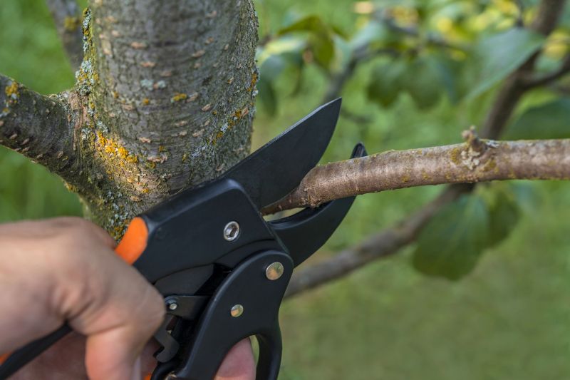 Tree Shearing in Doylestown, PA